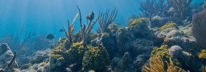 biscayne-national-park-coral-reef