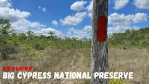 Trail blazes lead the way through Big Cypress National Preserve
