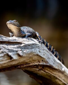 Close-up photo of a baby alligator resting on a log in the Everglades National Park in Florida.