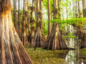 Bright and sunny cypress dome in Big Cypress National Park, Florida