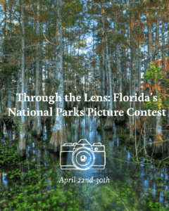 A photo of big cypress trees and a swamp inside Big Cypress National Park, with lettering over the top promoting a picture contest.